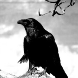 Foto del profilo di eredin