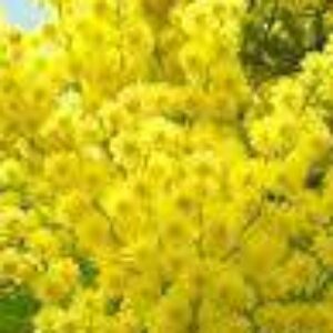 Il logo del gruppo di BDSM Incontri Alessandria Pavia