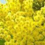 Il logo del gruppo di BDSM Incontri Alessandria Pavia